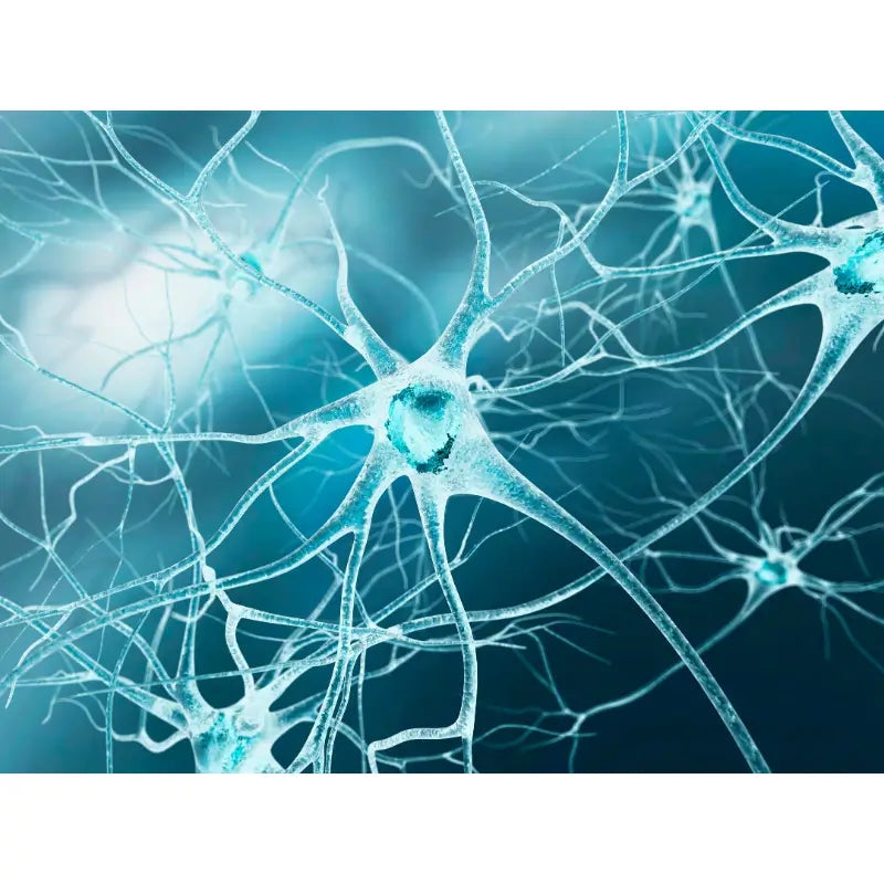 What is Oxidative Stress?-Naturecan NZ