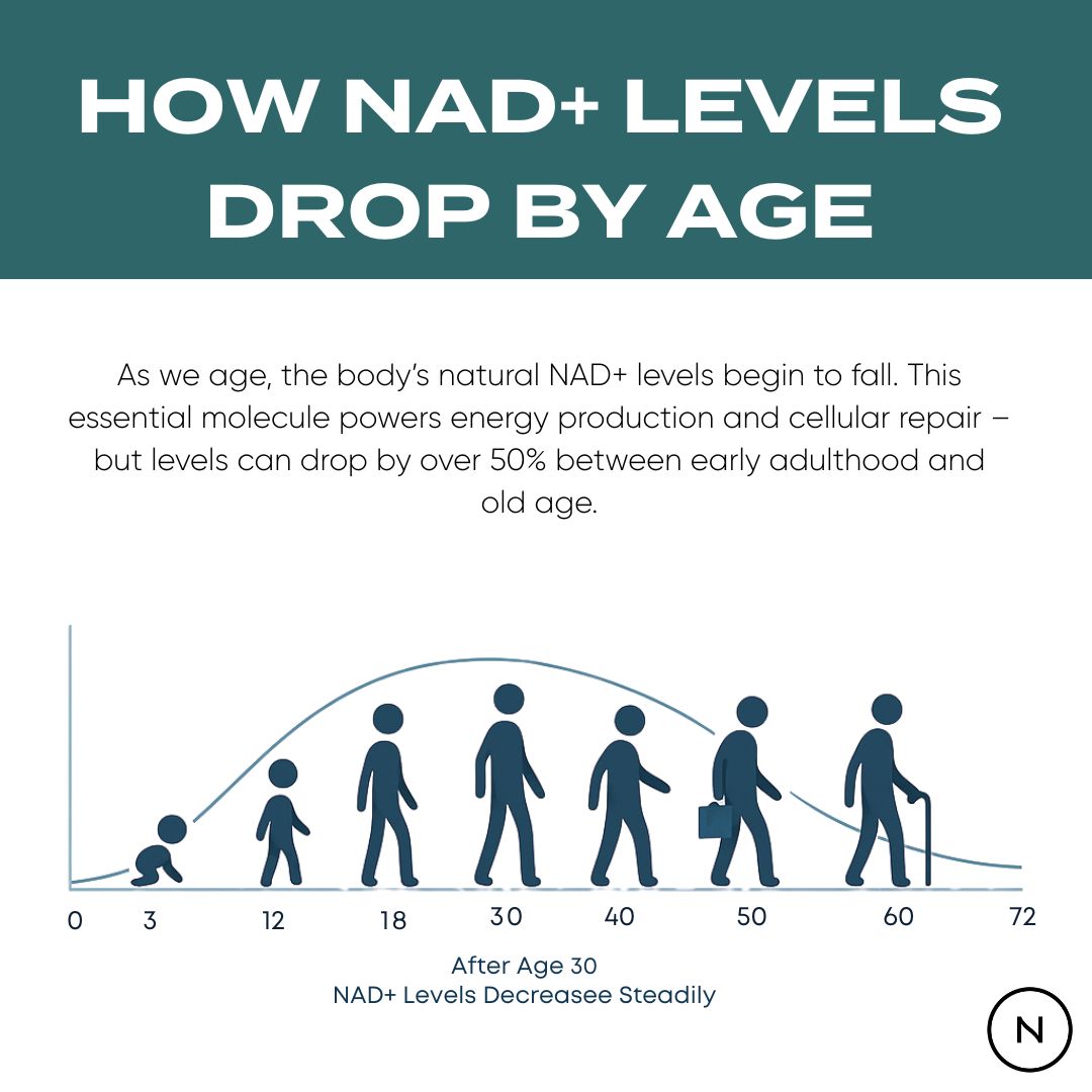 Graph illustrating how NAD+ levels decrease with age, showing a decline from childhood to old age.