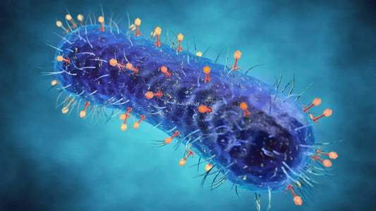 What is Autophagy: Benefits, Process & More | Naturecan NZ