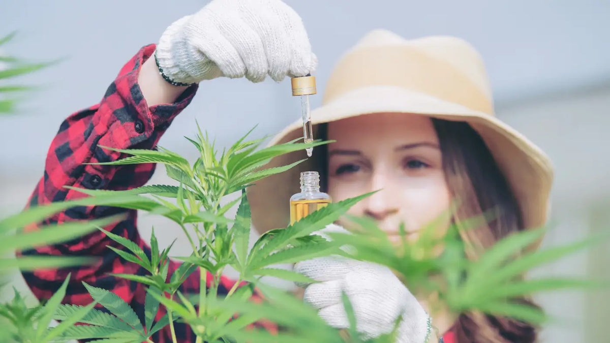 Full-spectrum vs broad-spectrum CBD oil | Naturecan NZ