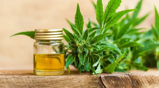 Blog posts How is CBD oil made