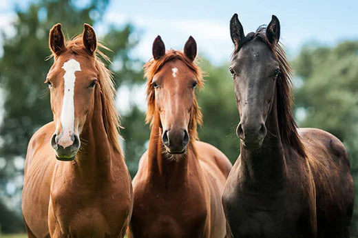 CBD for Horse