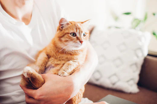 Human hugging an orange cat 