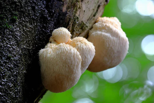 Lion's Mane mushrooms growing on tree bark