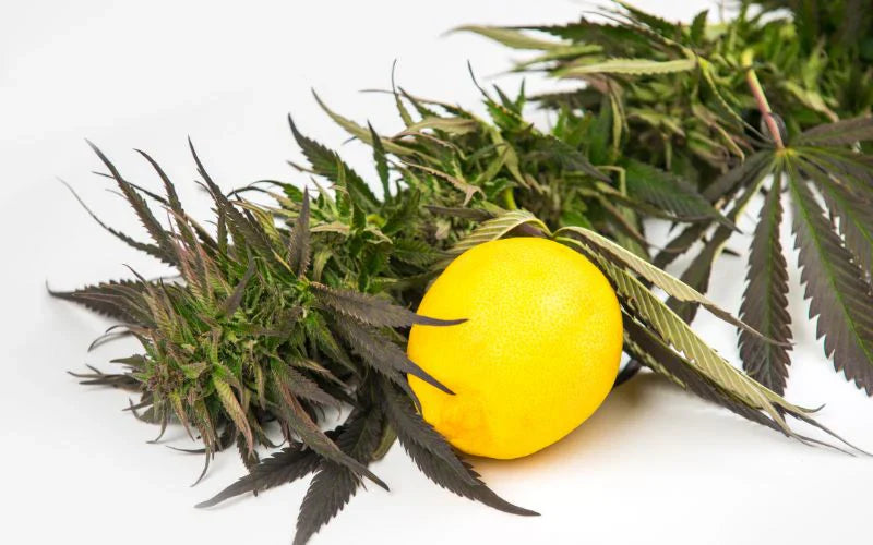 What are Terpenes?