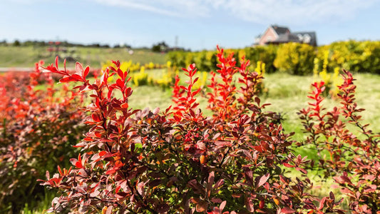 What Is Berberine? Naturecan NZ