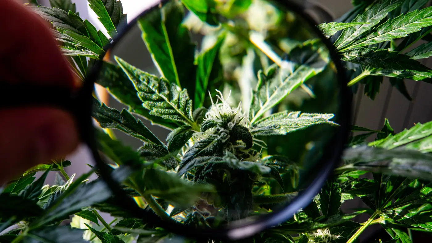 What is CBG oil? | Naturecan New Zealand