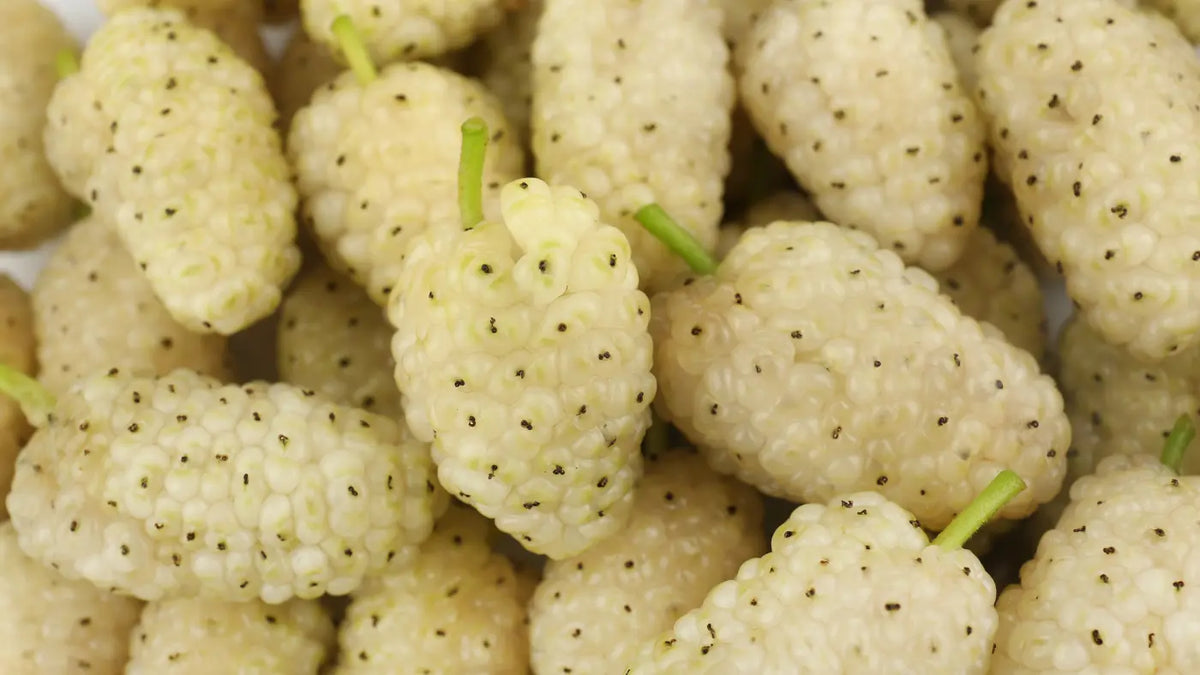 White Mulberry
