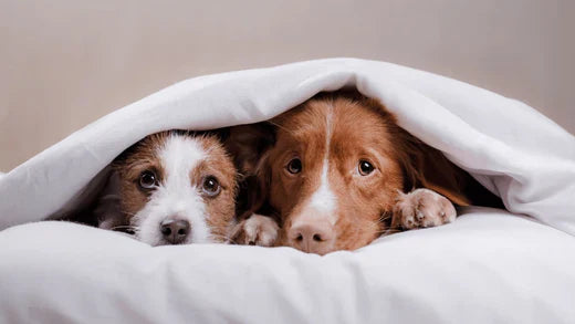 Two adorable dogs cuddling under a blanket.