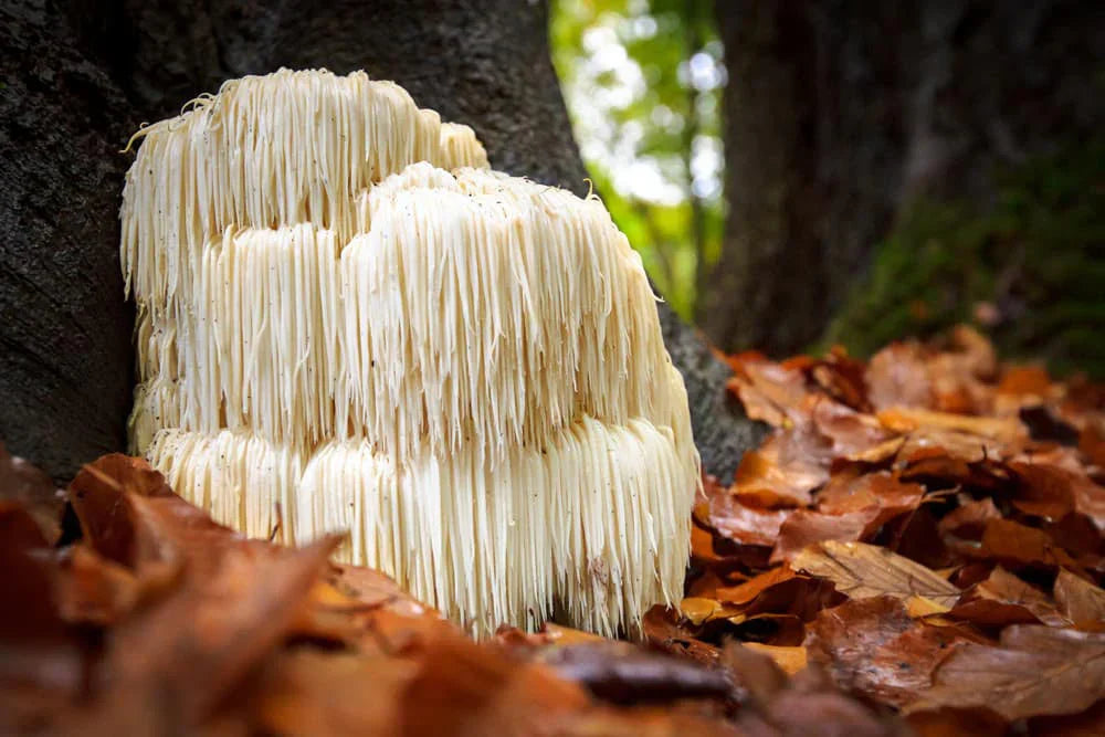 Lion's Mane Dosage: The Best Way to Take Lion's Mane-Naturecan NZ