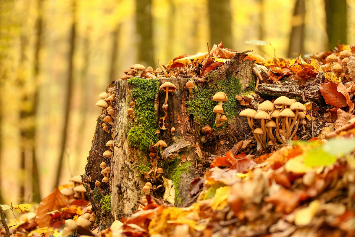 5 mushrooms you should know more about-Naturecan NZ