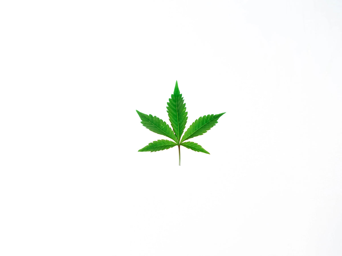 Ease Cannabis Withdrawal Symptoms with CBD