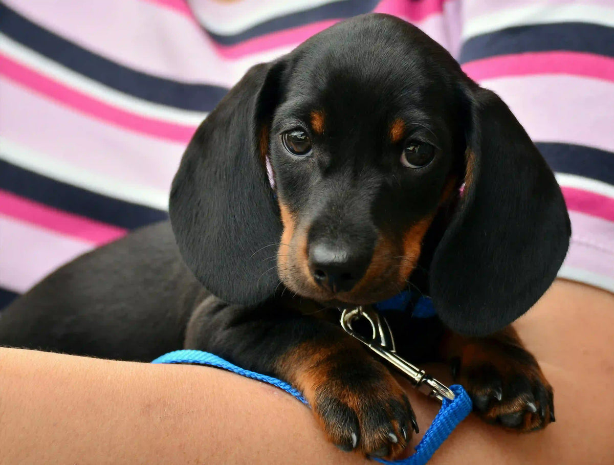 5 Signs of Herniated discs in dogs: What should I do?-Naturecan NZ