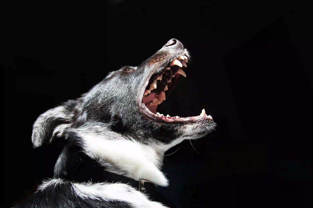 Dog Barking: 5 Tips to stop a dog barking in seconds-Naturecan NZ
