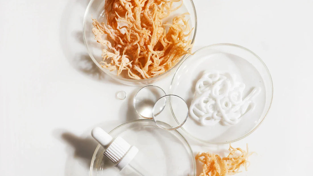 Sea Moss Benefits: Top 10 Reasons to Try It