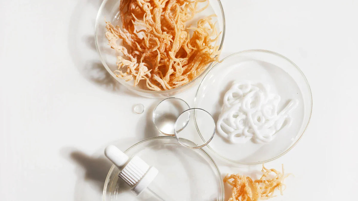 Sea Moss Benefits: Top 10 Reasons to Try It