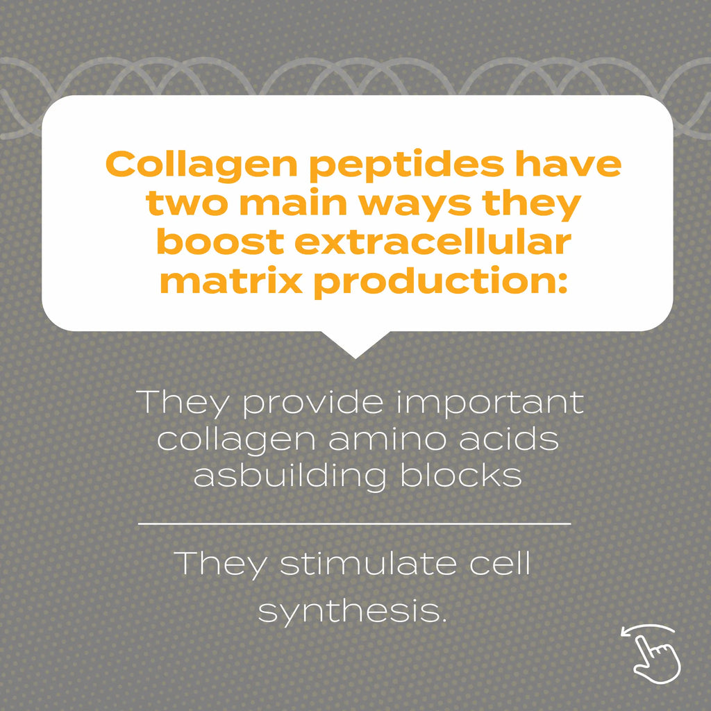 Collagen peptides boost extracellular matrix by providing amino acids and stimulating cell synthesis, as shown in text.