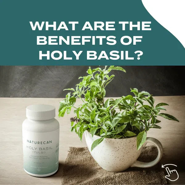 Naturecan Holy Basil supplement bottle next to a potted basil plant with text asking about its benefits.