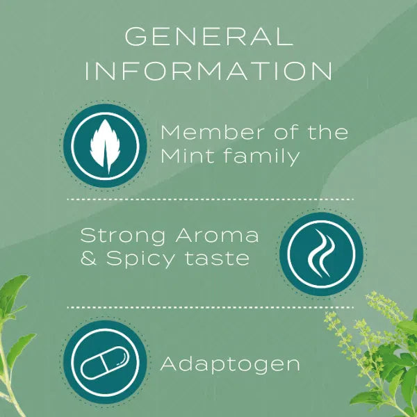 Mint family info: member of mint, strong aroma, spicy taste, adaptogen. Illustrations of leaf, aroma, and capsule.