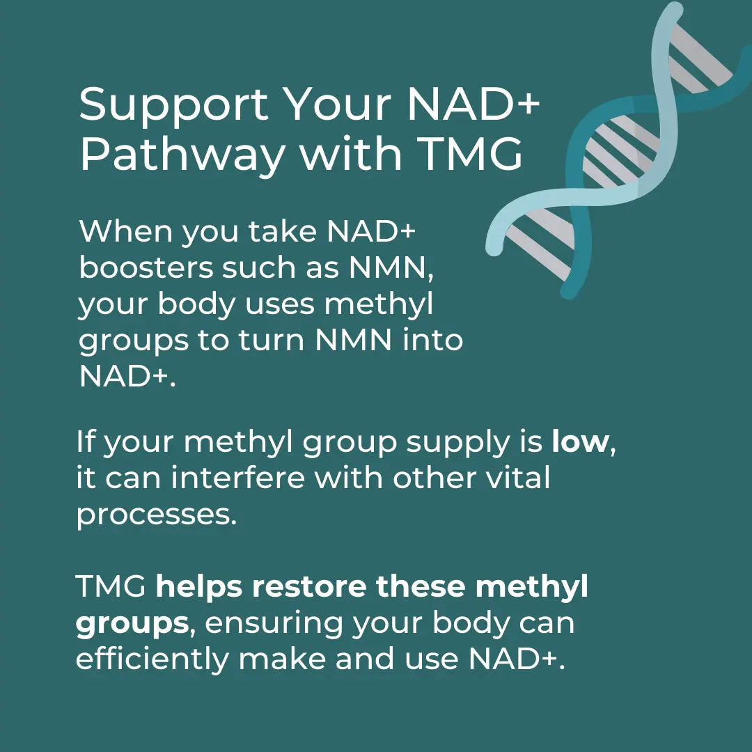 Support NAD+ pathway with TMG, highlighting methyl group restoration for efficient NAD+ use.