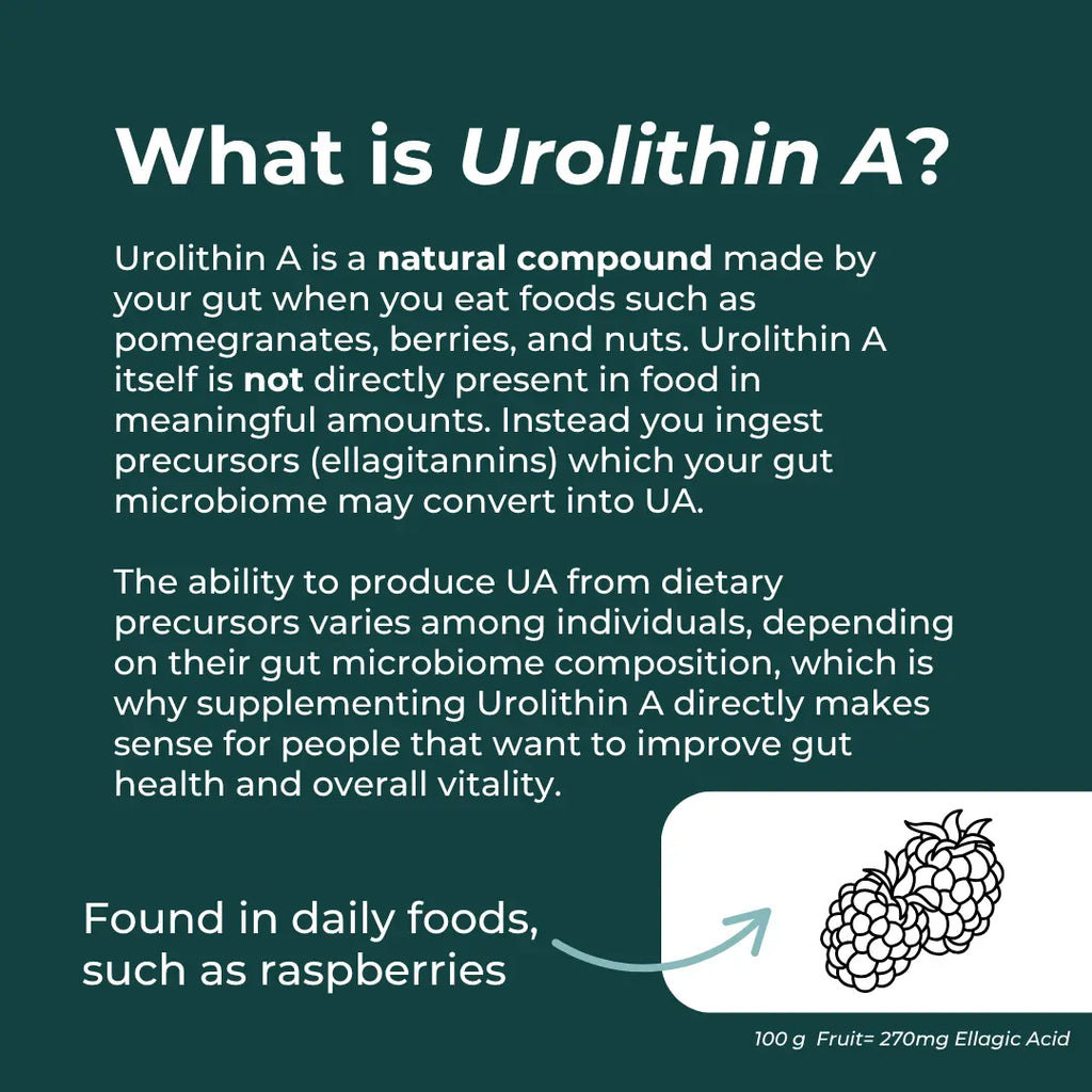 Informational text about Urolithin A on a green background with a graphic of berries.