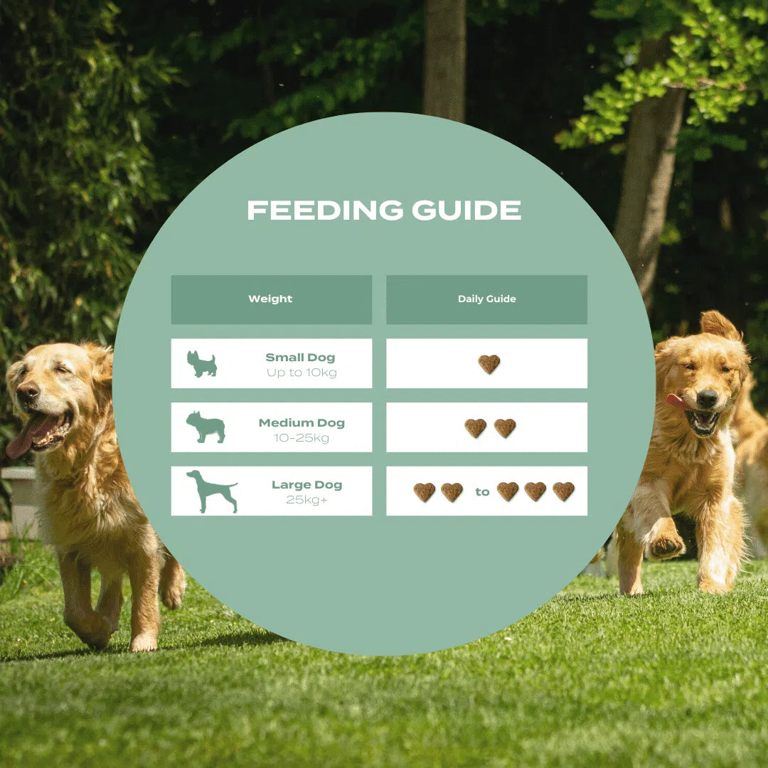 Feeding guide for small, medium, and large dogs with playful Golden Retrievers in the background.