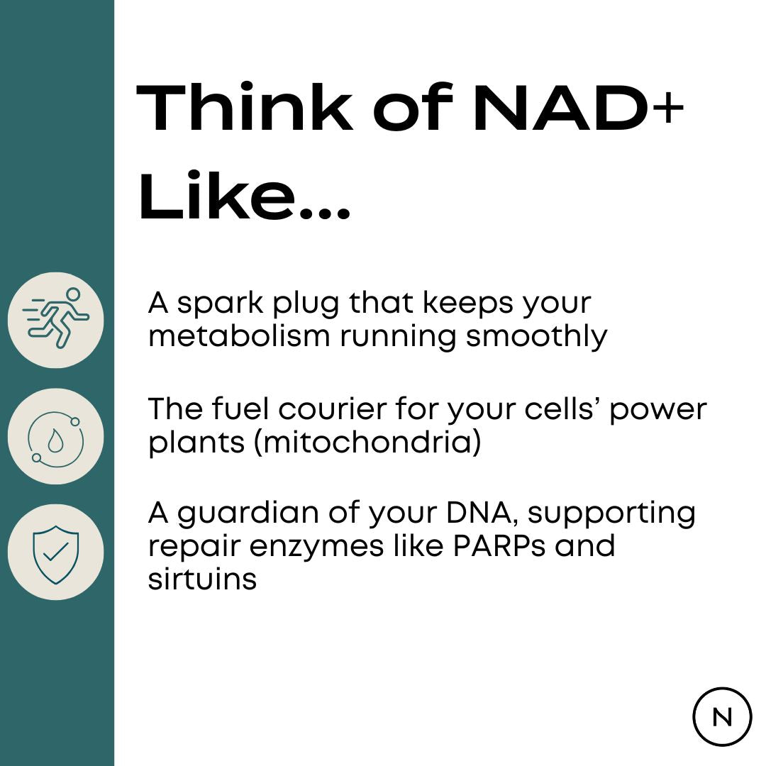 Think of NAD+ as a metabolism spark plug, mitochondria fuel courier, and DNA guardian.