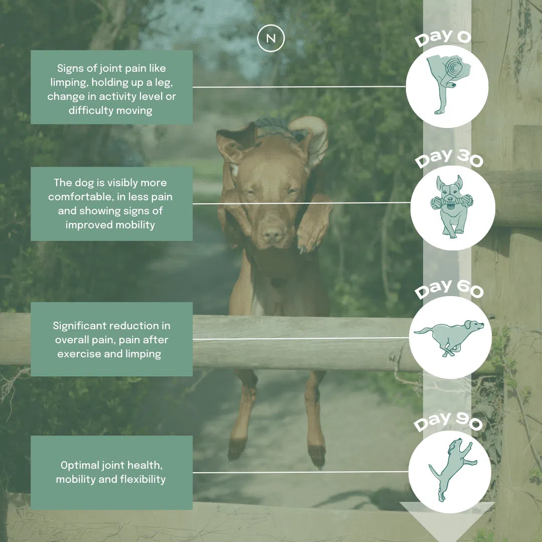 Dog's joint health improvement over 90 days with milestone illustrations and descriptions.