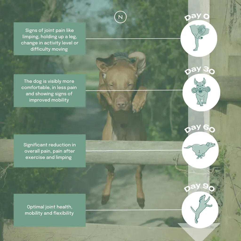 Infographic showing a dog's improved mobility over 90 days, highlighting reduced pain and increased flexibility.