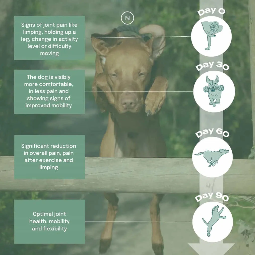 Infographic showing a dog's joint health improvement from day 0 to day 90 with reduced pain and increased mobility.
