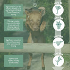 Infographic showing a dog's joint health improvement from day 0 to day 90 with reduced pain and increased mobility.