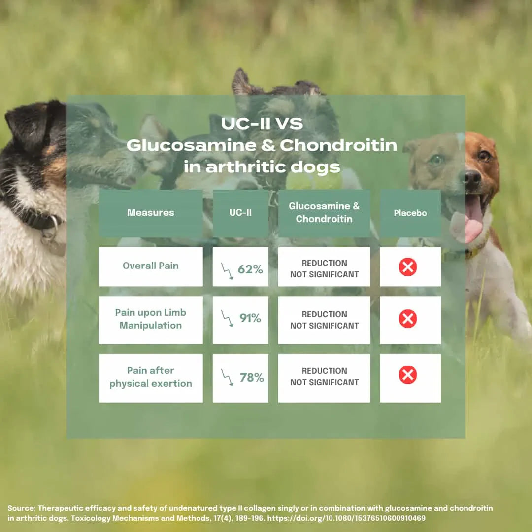 UC-II significantly reduces pain in arthritic dogs compared to glucosamine and chondroitin, as shown in a comparison chart.