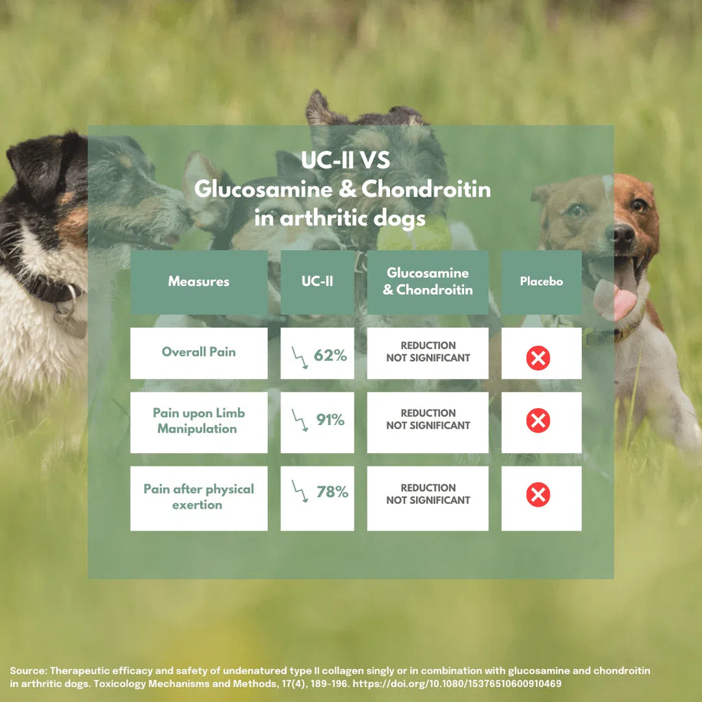 Comparison chart of UC-II vs Glucosamine & Chondroitin in arthritic dogs shows significant pain reduction with UC-II.