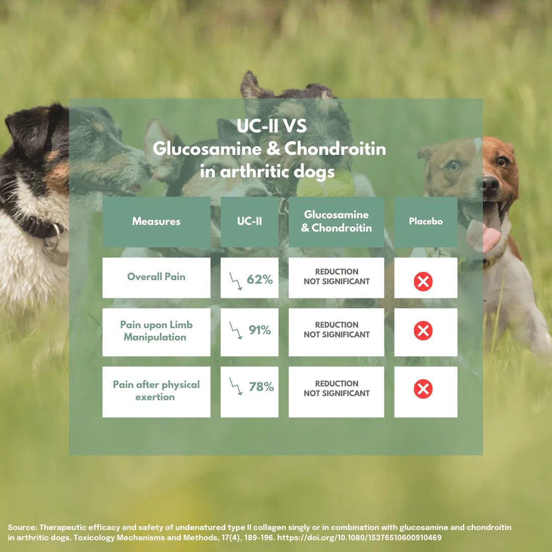 Comparison chart of UC-II vs Glucosamine & Chondroitin in arthritic dogs shows significant pain reduction with UC-II.