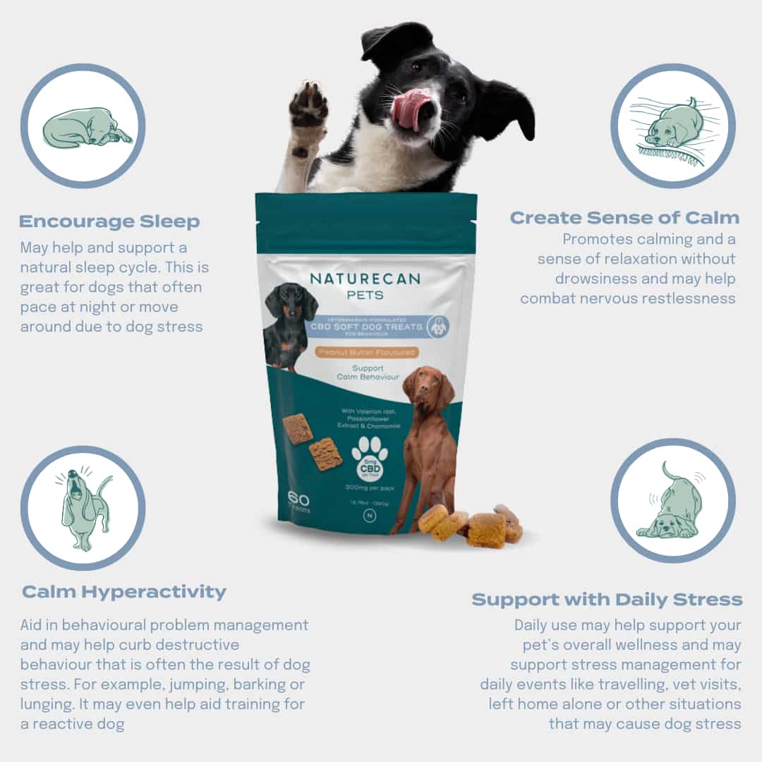CBD dog treats for Calm - why are they great? Encourage sleep, create a sense of calm, calm hyperactivity, support with daily stress